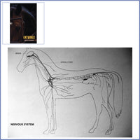 ENTWINED Download:  How the Horse's Body Works (images)